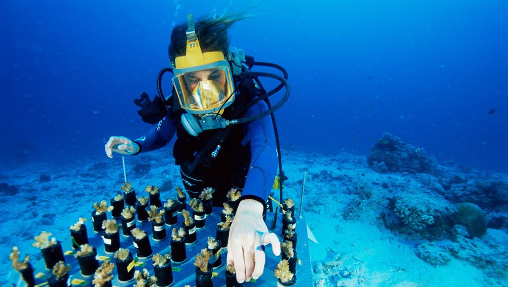 Solid foundations for researchers Scientist diving under water working on coral bleaching