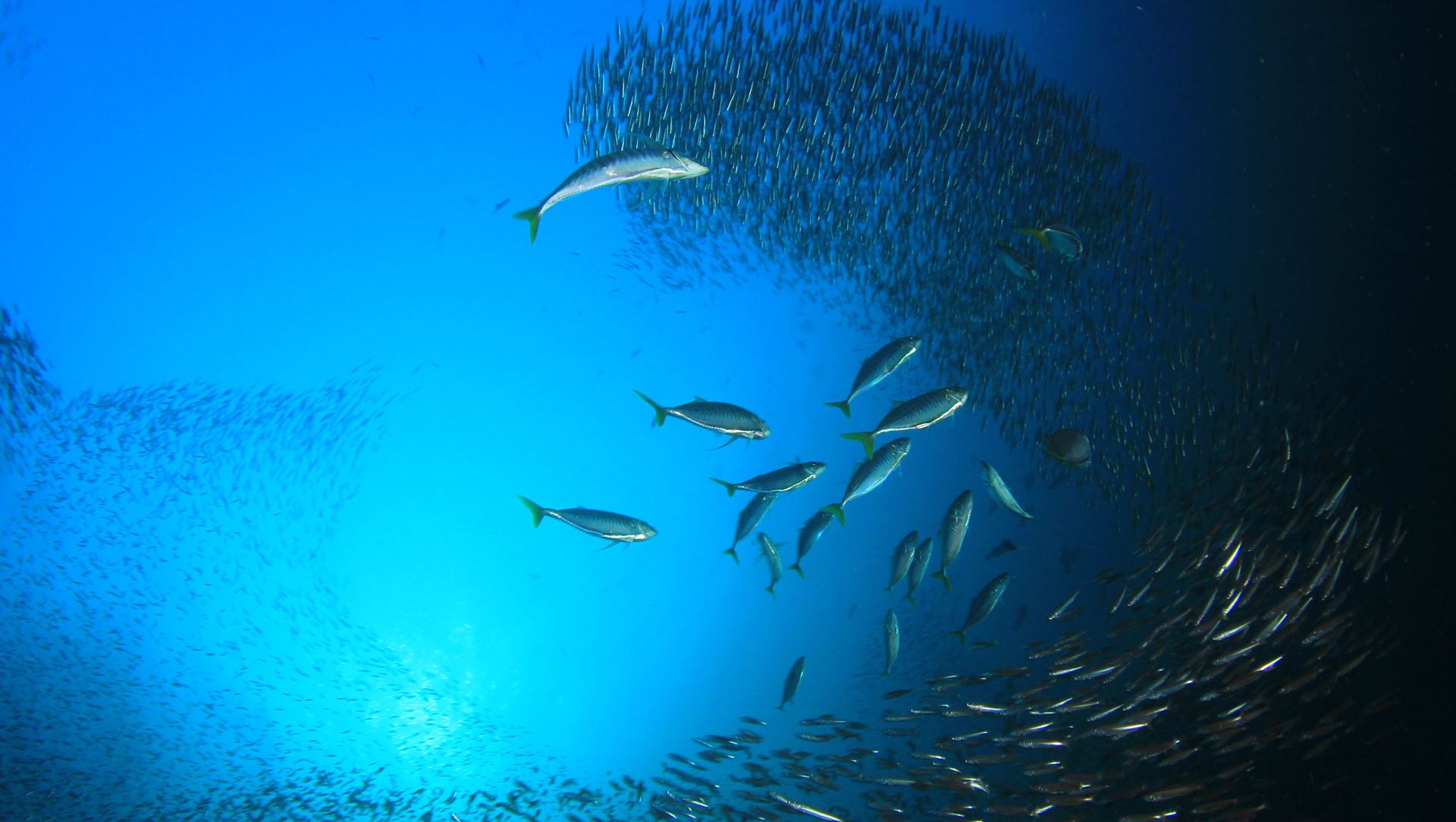 Demystifying fish quotas Tipik Communication Agency